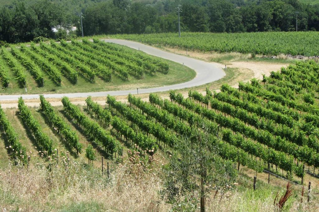 Winery Houses In Chianti Mercatale Val Di Pesa Exterior photo